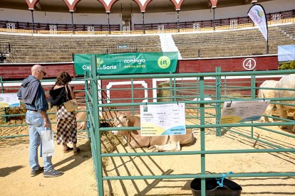 Concentración de ganado de carácter de exposición e incluso venta de animales.