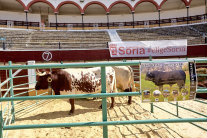 Concentración de ganado de carácter de exposición e incluso venta de animales.