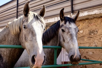 Concentración de ganado de carácter de exposición e incluso venta de animales.