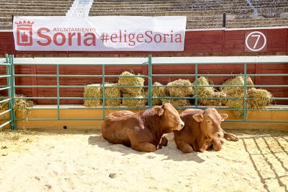 Concentración de ganado de carácter de exposición e incluso venta de animales.