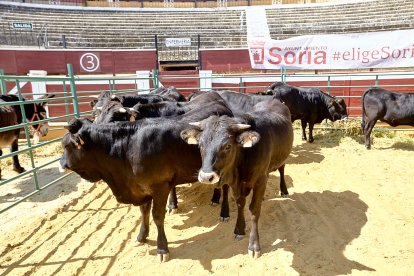 Concentración de ganado de carácter de exposición e incluso venta de animales.