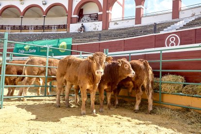 Concentración de ganado de carácter de exposición e incluso venta de animales.