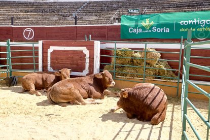 Concentración de ganado de carácter de exposición e incluso venta de animales.