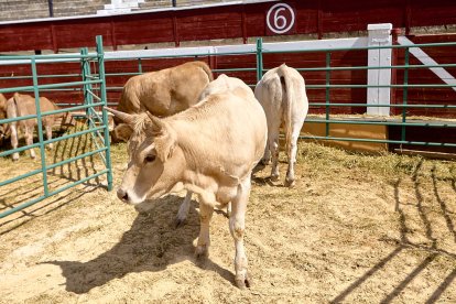 Concentración de ganado de carácter de exposición e incluso venta de animales.