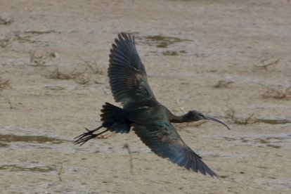 Un morito alzando el vuelo.