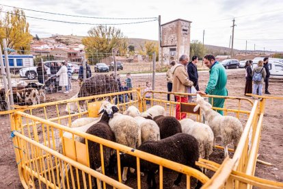 Una tradicional jornada para conocer la actividad ganadera de la zona