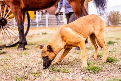 Una tradicional jornada para conocer la actividad ganadera de la zona