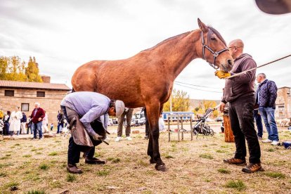 Una tradicional jornada para conocer la actividad ganadera de la zona