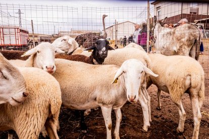 Una tradicional jornada para conocer la actividad ganadera de la zona