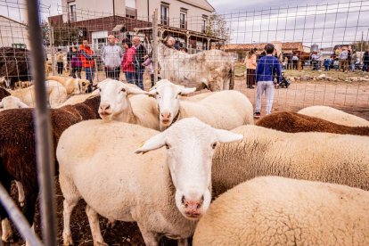Una tradicional jornada para conocer la actividad ganadera de la zona