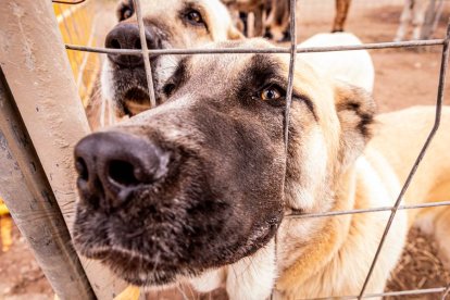 Una tradicional jornada para conocer la actividad ganadera de la zona