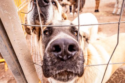 Una tradicional jornada para conocer la actividad ganadera de la zona
