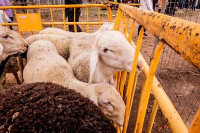 Una tradicional jornada para conocer la actividad ganadera de la zona