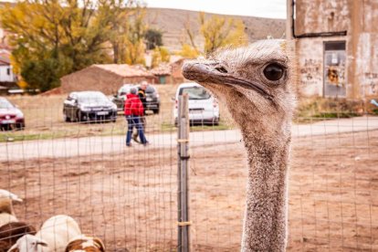 Una tradicional jornada para conocer la actividad ganadera de la zona