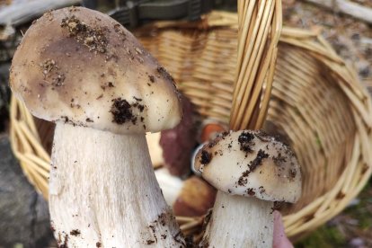 Delicias de los montes