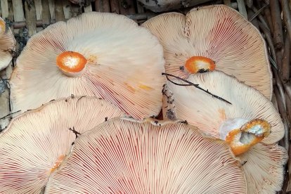 Delicias de los montes