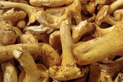 Delicias de los montes