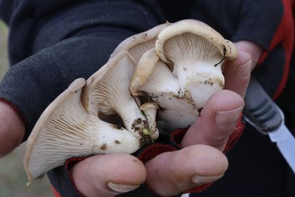 Delicias de los montes