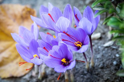 Las dependencias se encuentran musealizadas