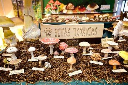 Selección de setas tóxicas en la exposición.