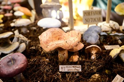 San Leonardo volvió a presumir de setas y conocimiento en sus XXII Jornadas Micológicas.