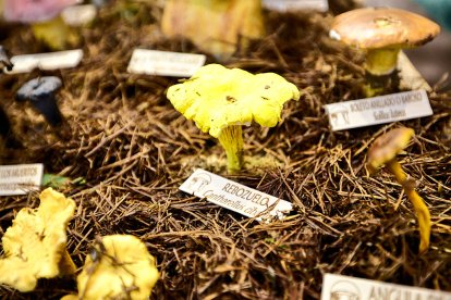 San Leonardo volvió a presumir de setas y conocimiento en sus XXII Jornadas Micológicas.