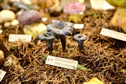 San Leonardo volvió a presumir de setas y conocimiento en sus XXII Jornadas Micológicas.