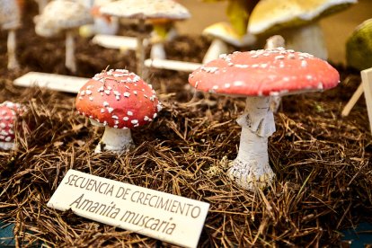 San Leonardo volvió a presumir de setas y conocimiento en sus XXII Jornadas Micológicas.