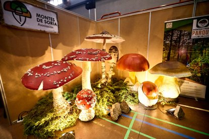 San Leonardo volvió a presumir de setas y conocimiento en sus XXII Jornadas Micológicas.