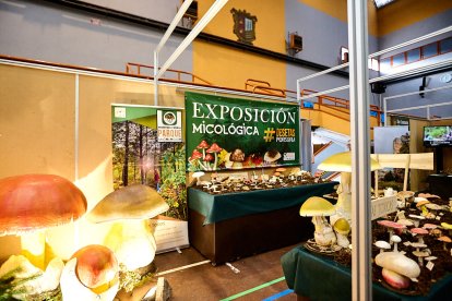 San Leonardo volvió a presumir de setas y conocimiento en sus XXII Jornadas Micológicas.