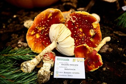 San Leonardo volvió a presumir de setas y conocimiento en sus XXII Jornadas Micológicas.