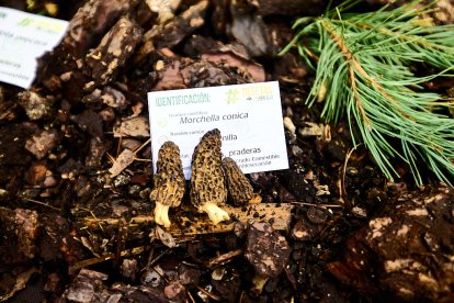San Leonardo volvió a presumir de setas y conocimiento en sus XXII Jornadas Micológicas.