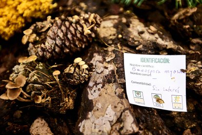 San Leonardo volvió a presumir de setas y conocimiento en sus XXII Jornadas Micológicas.