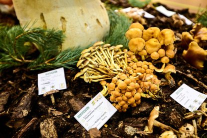 San Leonardo volvió a presumir de setas y conocimiento en sus XXII Jornadas Micológicas.