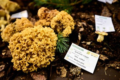 San Leonardo volvió a presumir de setas y conocimiento en sus XXII Jornadas Micológicas.