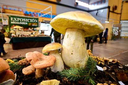 San Leonardo volvió a presumir de setas y conocimiento en sus XXII Jornadas Micológicas.