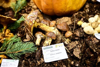 San Leonardo volvió a presumir de setas y conocimiento en sus XXII Jornadas Micológicas.