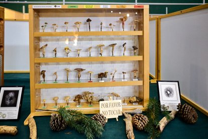 San Leonardo volvió a presumir de setas y conocimiento en sus XXII Jornadas Micológicas.