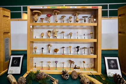 San Leonardo volvió a presumir de setas y conocimiento en sus XXII Jornadas Micológicas.