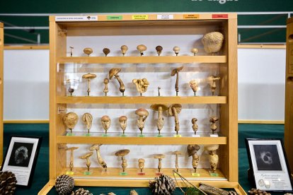 San Leonardo volvió a presumir de setas y conocimiento en sus XXII Jornadas Micológicas.