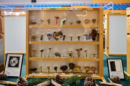 San Leonardo volvió a presumir de setas y conocimiento en sus XXII Jornadas Micológicas.