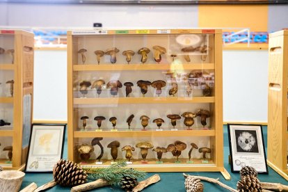 San Leonardo volvió a presumir de setas y conocimiento en sus XXII Jornadas Micológicas.