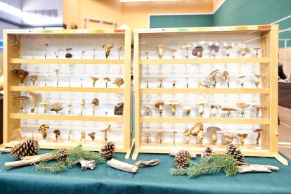 San Leonardo volvió a presumir de setas y conocimiento en sus XXII Jornadas Micológicas.