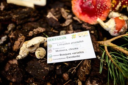 San Leonardo volvió a presumir de setas y conocimiento en sus XXII Jornadas Micológicas.