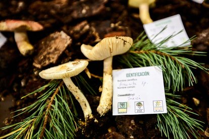 San Leonardo volvió a presumir de setas y conocimiento en sus XXII Jornadas Micológicas.