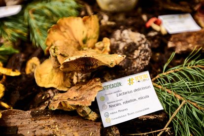 San Leonardo volvió a presumir de setas y conocimiento en sus XXII Jornadas Micológicas.