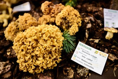 San Leonardo volvió a presumir de setas y conocimiento en sus XXII Jornadas Micológicas.