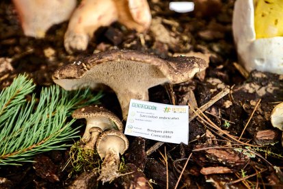 San Leonardo volvió a presumir de setas y conocimiento en sus XXII Jornadas Micológicas.