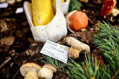 San Leonardo volvió a presumir de setas y conocimiento en sus XXII Jornadas Micológicas.