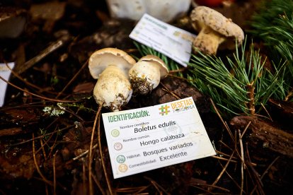 San Leonardo volvió a presumir de setas y conocimiento en sus XXII Jornadas Micológicas.